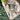 Green Tourmaline Generator Point