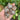 Ammonite Fossil | Small