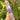 Chevron Amethyst Generator Point | 05