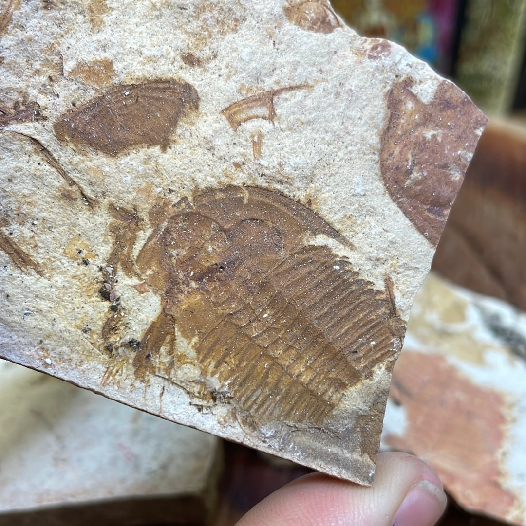 Trilobite (Xystridura) Fossil