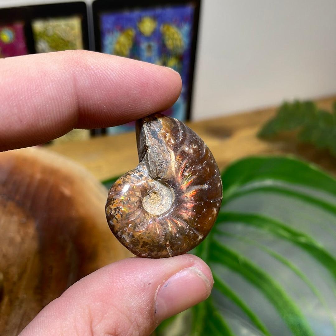 Ammonite Fossil | Small