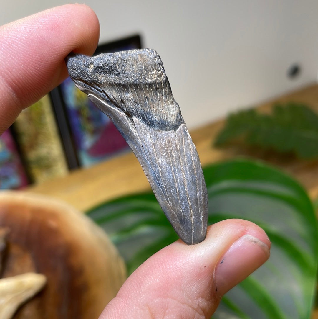 Megalodon Tooth Fragment Fossil