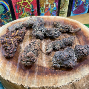 Coprolite Fossil