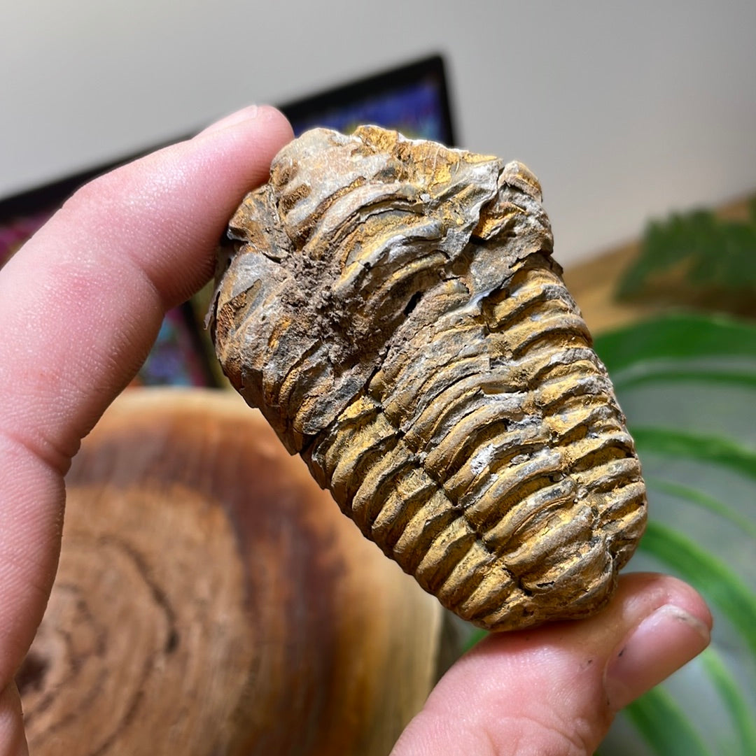 Trilobite (Calymene) Fossil