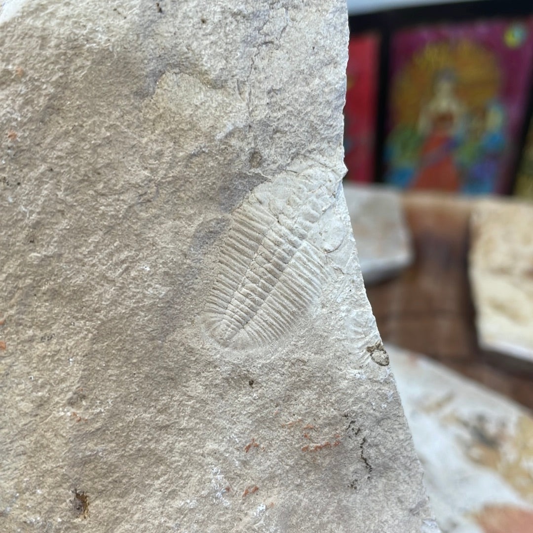Trilobite (Xystridura) Fossil