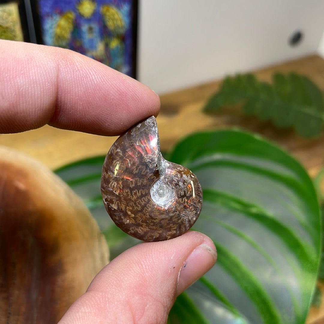 Ammonite Fossil | Small