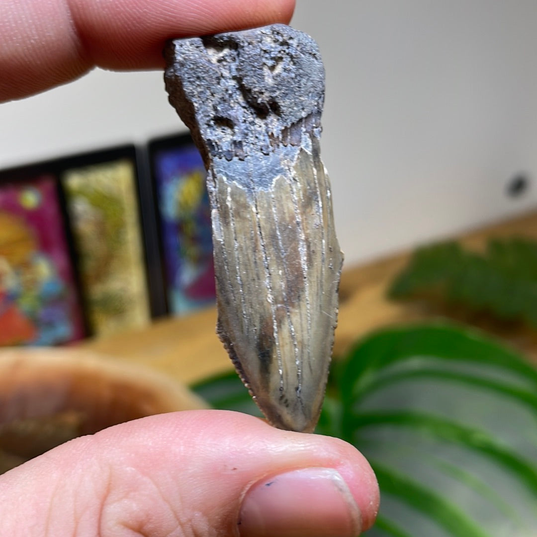 Megalodon Tooth Fragment Fossil