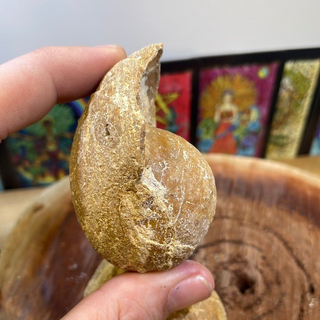Nautiloid (Cimomia) Fossil
