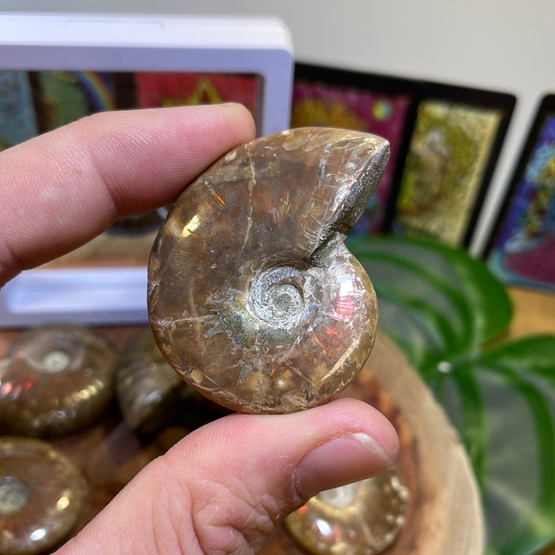 Ammonite Fossil | Medium