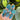 Blue Apatite Cabochon