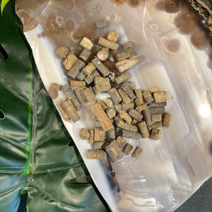 Crinoid Stems | 50g Bag