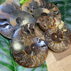 Ammonite Fossil Pair | Medium
