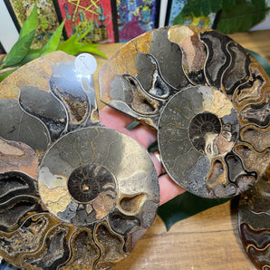 Ammonite Fossil Pair | Medium