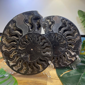 Ammonite Fossil Pair | Large