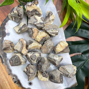Septarian "Dragon" Rough