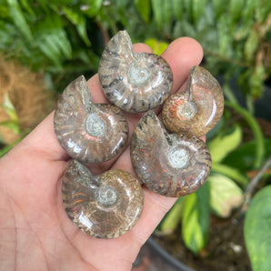 Ammonite Fossil | Small