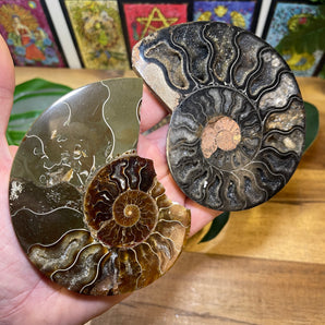 Ammonite Fossil Half | Small
