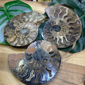 Ammonite Fossil Half | Medium