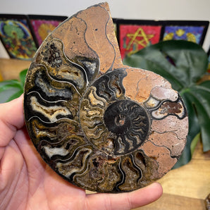 Ammonite Fossil Half | Medium