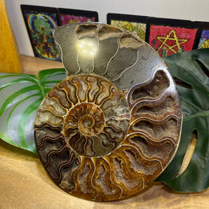 Ammonite Fossil Half | Large