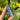 Lapis Lazuli Generator Point | 01