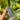 Lapis Lazuli Generator Point | 01