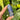 Lapis Lazuli Generator Point | 03