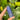 Lapis Lazuli Generator Point | 04