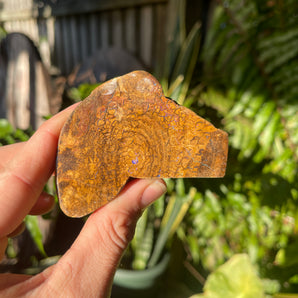 Boulder Opal Polished Specimen | 05