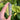 Labradorite Generator Point | 01