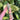 Rainforest Jasper Generator Point | 01