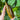 Tigers Eye Free Form