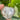 Peach Moonstone Heart | 05