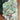 Pistachio Calcite Rough | Small