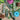 Prehnite Generator Point